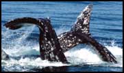 Click for larger Gray Whale photo