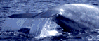 Blue Whale