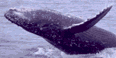 Humpback Whale